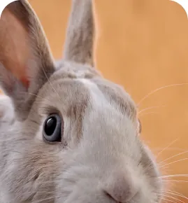 Coelho representando os exames de diagnóstico por imagem veterinário