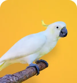 Cacatua branca representando o atendimento a diferentes espécies animais