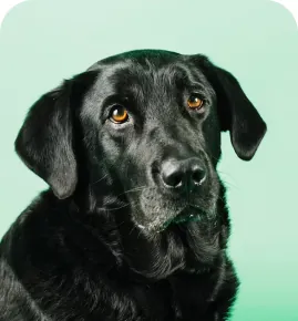 Cão labrador preto representando os exames de laboratório clínico veterinário
