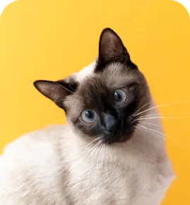 Gato siamês representando os exames de patologia animal