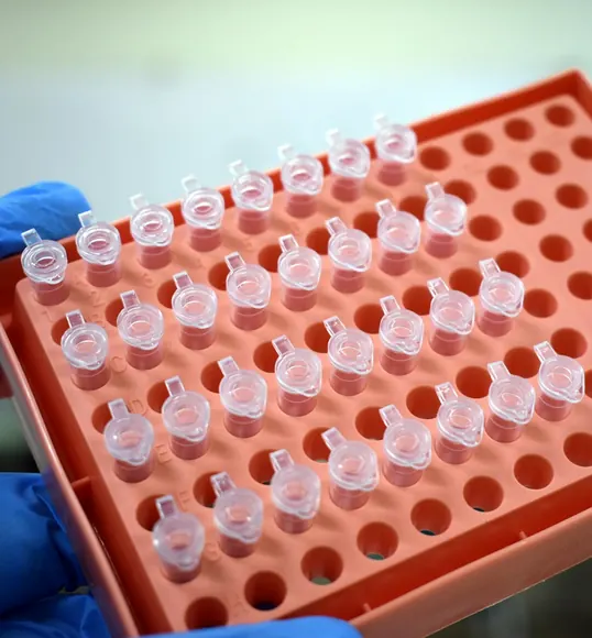 Mão com luva azul segurando uma placa de microtubos usada em exames de PCR
