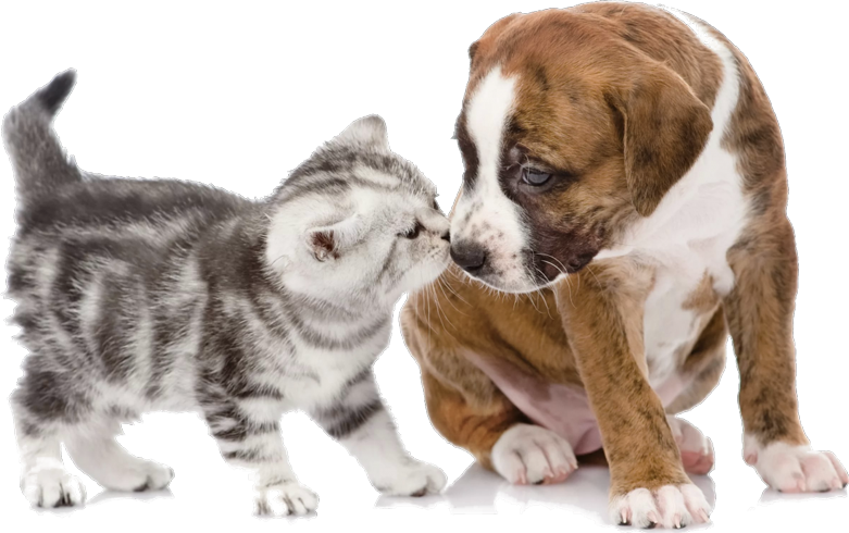 dog-and-cat